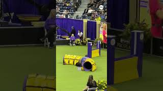Climate protesters disrupt Westminster dog show