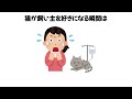 【猫が飼い主を好きになる瞬間】 猫の雑学 猫 ねこ