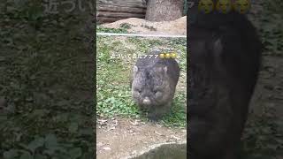 【五月山動物園】ただフクちゃんが近づいてくるだけの幸せ動画🤍🤍🤍#五月山動物園