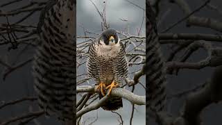 Peregrine Falcon | Perching \u0026 Vigilantly Scanning its Environment