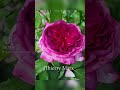 edroses Троянда 🌹 Тьєррі Маркс thierry marx delbard Франція 2019.Флорибунда floribunda