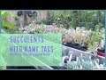 Succulent Nursery Tour 2018 - Plant Names Succulent identification