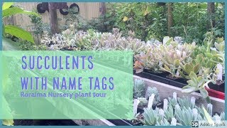 Succulent Nursery Tour 2018 - Plant Names Succulent identification