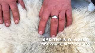 Atb What Makes A Gray Wolf A Gray Wolf