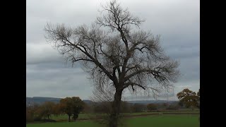 The Dee Valley Black Poplar Project