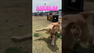 興奮して荒れ狂う愛犬