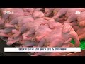 자막뉴스 살아있는 병아리를…닭값 떨어질까 16개 업체가 12년간 벌인 짓 jtbc news