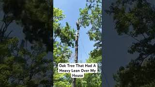 Dangerous Leaning Tree Over House- Speed Line/Porta Wrap Combo #viral #shorts #treeclimbing