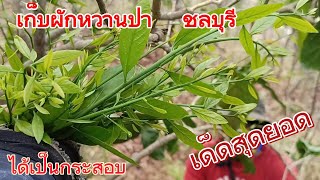 เก็บผักหวานป่า ชลบุรี