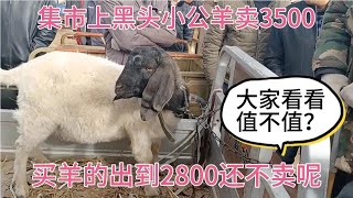 今天集市上一只50多斤的黑秃头小公羊卖3500，给2800人家不卖。