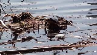 7 Turtles From High Park Hike