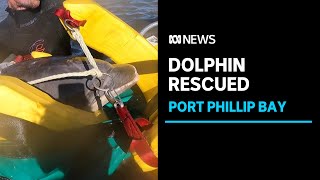 Stranded dolphin rescued from Port Phillip Bay | ABC News