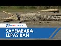 Pawang Buaya Australia Turun Tangan untuk Menangkap Buaya Berkalung Ban di Palu