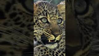 Leopard Cub | #Wildlife | #ShortsAfrica