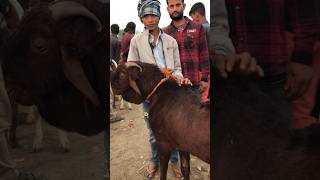 Rajasthan Tonk goat market #tonkbakra #goatfarm #goat #tonkbakramandi #bakrokadeewana #vlog