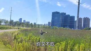 八哥鸟户外盘飞训练教程， #八哥  #养宠进阶指南  #宠物