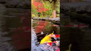 Koi carp and autumn leaves in Ise Jingu. 伊勢神宮内宮の池で鯉と紅葉 #shorts #japan #koi #鯉 #iphone