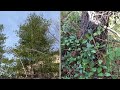 自家种什么树能四季常青 保护隐私？介绍三种针叶材 three evergreen species to protect privacy