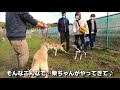 ピレ u0026ゴルの大多喜ハーブガーデンでドッグラン【②】