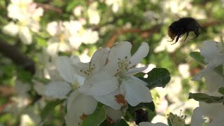 Pollinators: Nature WY