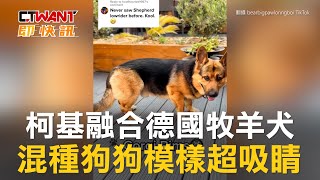 CTWANT 生活趣聞 / 柯基融合德國牧羊犬　混種狗狗模樣超吸睛