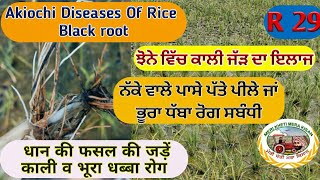 Black root of Akiochi Disease of Rice (ਝੋਨੇ ਵਿੱਚ ਕਾਲੀ ਜੱੜ )  Shergill Markhai