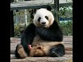 panda girl pan qing eating an apple 大熊猫盼青吃苹果 241130