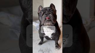 食いしん坊犬 #Shorts #フレンチブルドッグ #frenchbulldog