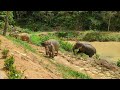 Hidden Forest Elephant Reserve in Chalong, Phuket. Elephants making Friends