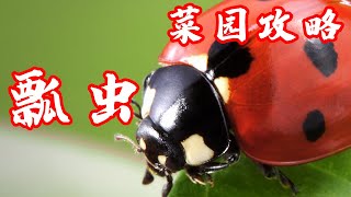 种菜防虫除虫 瓢虫是宝还是灾？ 一切你不知道的事 详细解说 Everything You Need to Know About Ladybugs