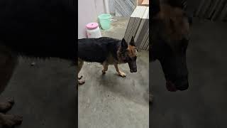 பதட்டமான சூழ்நிலை  என்ன தெரியல,Thea in confusion #germanshepherd #confusion #like #fight #usa #korea