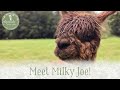 Meet Milky Joe our littlest alpaca! From Alpacaly Ever After