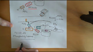 Phospholipase C Enzymes Part 4