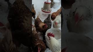 Winter Water Break: Chickens and Rooster Drink Water from a Bucket 🐔❄ Life in the Village