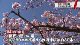 東京・江戸川区　旧中川で河津桜が見頃に