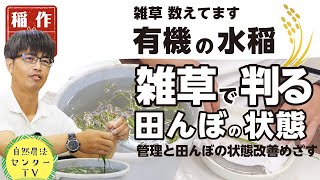 雑草調査でアレコレ判る!!　雑草が教えてくれる圃場状態の善し悪しと改善方法で『有機の米づくり』　【稲作有機 by 自然農法センター】