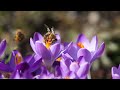 autumn flowers 4k nature relaxation escaping stress with soothing sounds autumn crocus flower