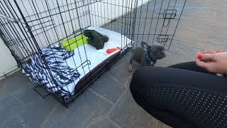 Crate training your french bulldog puppy can be this easy.