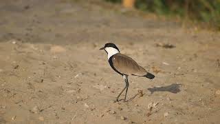 Spur-winged Lapwing (Vanellus spinosus) - westbank Luxor (Egypt) 28-2-2017