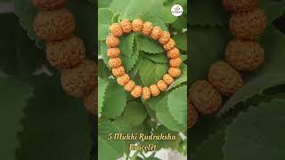 5 Mukhi Rudraksha Bracelet #om #astro #shiv #rudraksh #rudra #jewellery #viral #viralshort #shorts