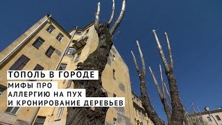 Тополь в городе. Мифы про аллергию на пух и кронирование деревьев