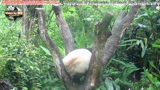 20150523圓仔的花式倒立爬樹姿之練習篇 The Giant Panda Yuan Zai