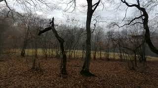 Supposedly the most haunted forest in Europe - Hoia Baciu, in Transylvania, Romania