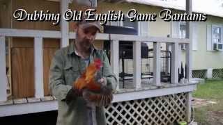 Dubbing For Show Old English Game Bantams