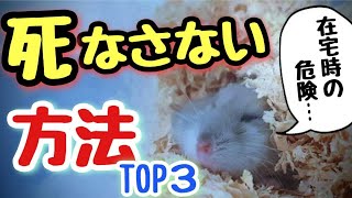 【危険！】ハムスターを死なせない為の注意 TOP3