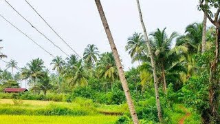 បុរសម្នាក់ដាំដើមឈើ គ្រាន់ជាម្លប់