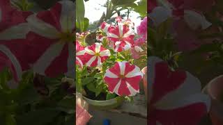 Flowers || Sumpi sonowal ||Assamese