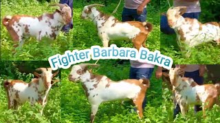 Fighter Barbara Bakra Mote Hatiyar Alhamdulillah Sold To Mumbai Online Bakre Kharide All India Trp