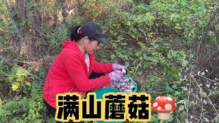 媳妇从老家回来也闲不住，坐上拖拉机又进山，满山蘑菇真稀罕人！