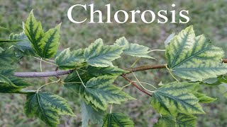 Iron Chlorosis on Red Maple